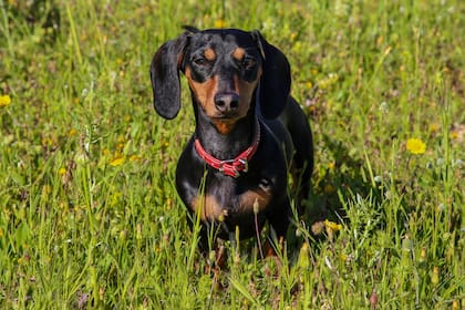 Perro salchicha: curiosidades y características de la raza