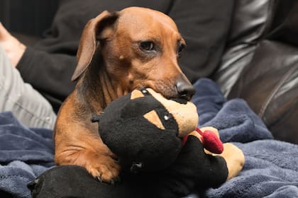 Abre el primer museo dedicado al perro salchicha en Alemania