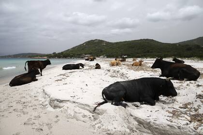 Algunas vacas descansan en la arena en la playa de Mar e Sol en la isla mediterránea francesa de Córcega