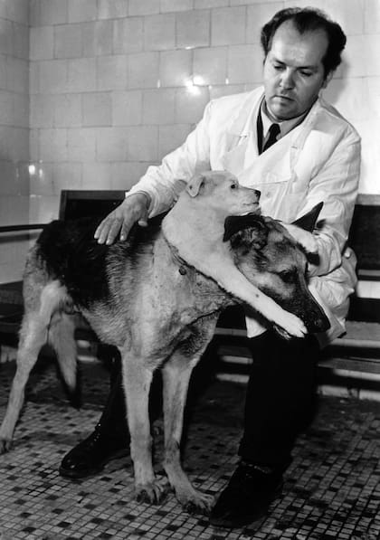 Abril de 1959. El profesor Vladimir Petrovich Demikhov posa con sus perros trasplantados (Photo by Keystone-France/Gamma-Keystone via Getty Images)