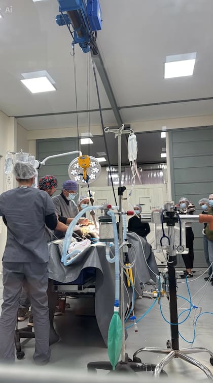 Abrojo en el quirófano, listo para su intervención.