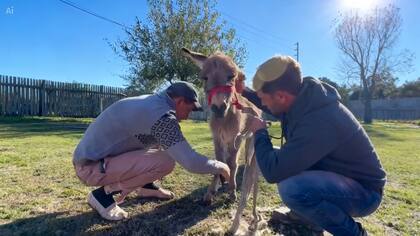 Abrojo llegó al santuario La Pochi Vegana, donde viven otros animales rescatados del maltrato.