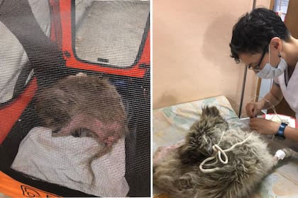 Abrumi viaja en carrito a cada consulta veterinaria. Es viejito y pronto espera ser adoptado.