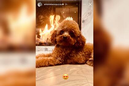 Abú, el compañero incondicional de Antonela Roccuzzo (Foto: Instagram @antonelaroccuzzo)