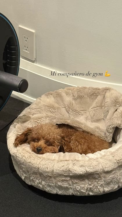 Abú es el fiel compañero de Anto Roccuzzo (Foto: Instagram @antonelaroccuzzo)