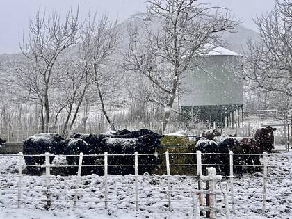 Abundante nieve en la Patagonia
