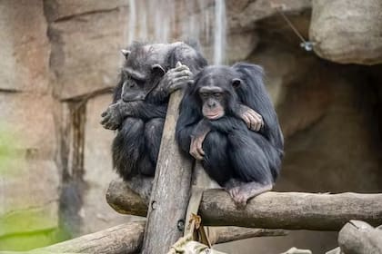 Aburrirse es una condición adquirida de nuestra especie –pero no exclusivamente–