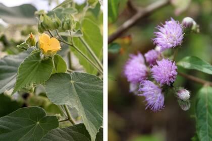 Abutilon grandifolium es una nativa versátil que puede agregar un toque exótico a tu espacio exterior. Las flores perfumadas de la Cyrtocymura scorpioides atraen a gran variedad de mariposas y abejas