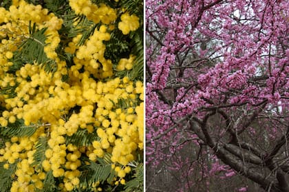 Acacia dealbata, también conocida como mimosa o aromo francés (izquierda) y Cercis canadensis (derecha).