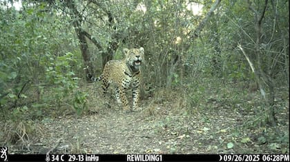 Acaí desapareció el 25 de octubre cerca del parque nacional El Impenetrable en Chaco; ayer encontraron su collar GPS en el fondo del río Bermenjo