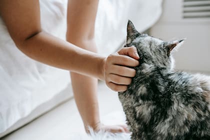 Acariciar a un gato reduce la concentración de cortisol, conocida como la "hormona del estrés"