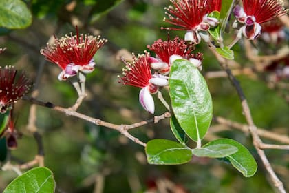 Acca sellowiana sorprende con sus floraciones de aire sofisticado y tropical