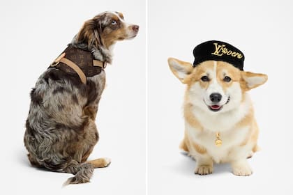 Accesorios Louis Vuitton para perros
