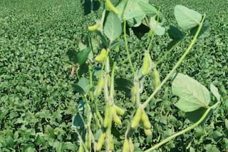 ACEITES VEGETALES - La palma apenas varía mientras el aceite de soja se fortalece