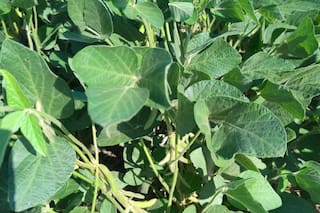 ACEITES VEGETALES: la palma cae impulsada por la debilidad del aceite de soja