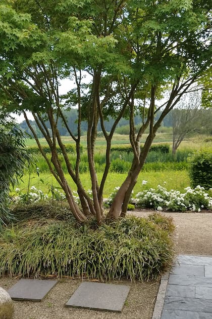 Acer palmatum es parte de las tantas especies de árboles con esta distribución de troncos –una forma llamada “de candelabro”. A esta arquitectura básica, muchos árboles multitronco añaden otras grandes cualidades: una espectacular floración de primavera o verano.