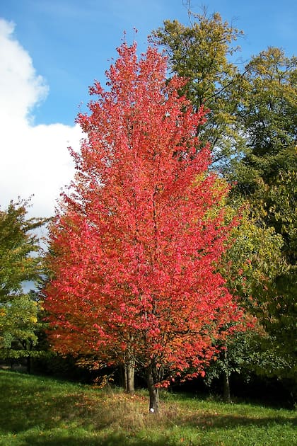 Acer_rubrum, conocido también como arce rojo, necesita otoños fríos para potenciar su color
