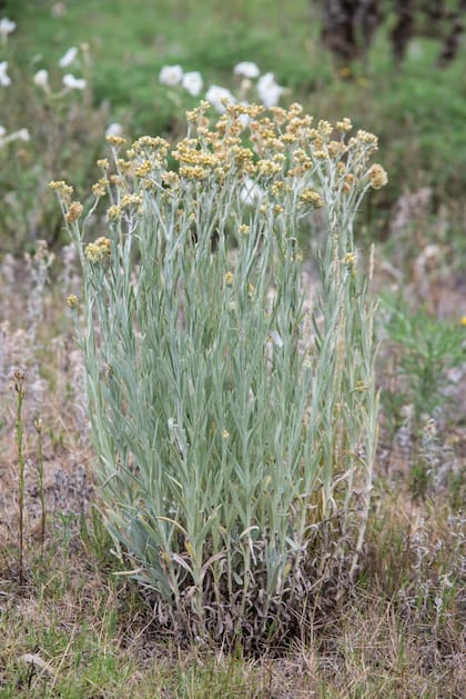 Achyrocline satureioides, medicinal, aromática, discreta y persistente