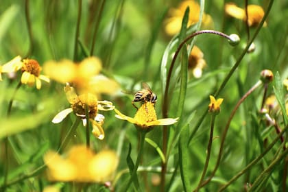 Acmella decumbens, una nativa con pequeñas flores amarillas y forma rastrera, es ideal para cubrir suelos y bordes de jardines
