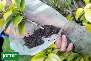 El método sencillo y efectivo para convertir ramas en nuevas plantas