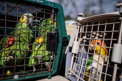Aconsejan no capturar aves silvestres, ni comprarlas en la vía pública, además de mantenerlas en lugares ventilados y con espacio suficiente, sin hacinarlas