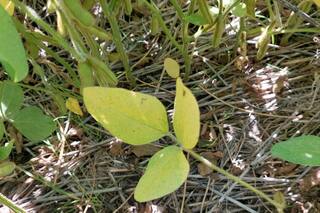 Soja: la sanidad, a través del prisma de la semilla