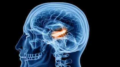 Actividad neuronal en el cerebro, la región donde se procesan los recuerdos y se consolidan nuevas experiencias