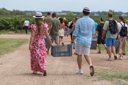 Actividades en la viña de Familia Deicas