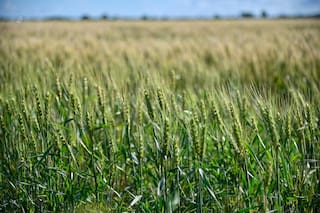 ACTUALIZA 1-Cosecha de trigo de Argentina sería de un récord de 24,5 millones de toneladas: Bolsa Rosario