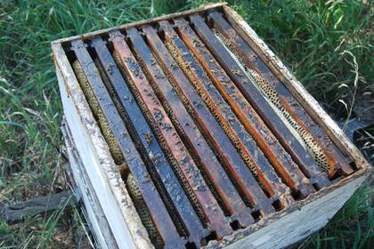 Las colmenas se dividen en placas, lugar donde las abejas depositan la miel