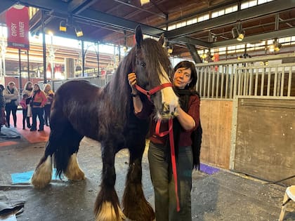 Actualmente, Burgos prioriza el bienestar de sus animales por sobre la reproducción masiva: “No hago parir a las yeguas antes de los tres años. Prefiero cuidarlas. Hoy tengo ocho hembras jóvenes, y espero tres nacimientos para fin de año”