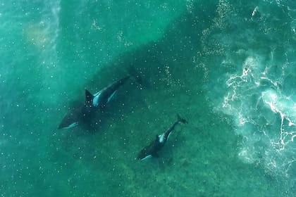 Actualmente en Península Valdés tienen identificados tres familias de orcas