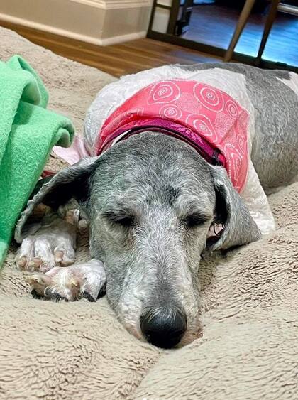 Actualmente, la perra se encuentra en un hogar de acogida y le espera un camino de recuperación