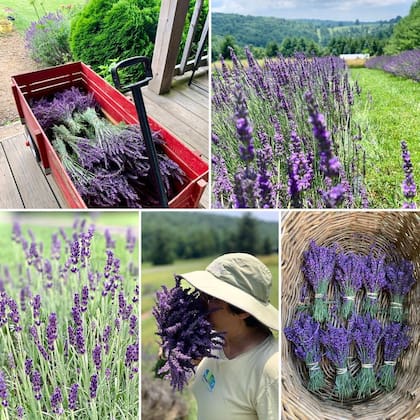 Actualmente, Sandra tambin es duea de su propio negocio de lavandas, High Country Lavander.