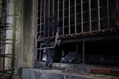 Actualmente, se calcula que unos 10,000 osos permanecen cautivos en China y unos 1,000 ejemplares continúan retenidos ilegalmente en Vietnam, viviendo en similares condiciones a las de Mo y Xuan