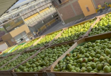Actualmente, Tres Ases procesa unas 60.000 toneladas de fruta al año: 50.000 toneladas de producción propia y otras 10.000 toneladas de fruta de importación