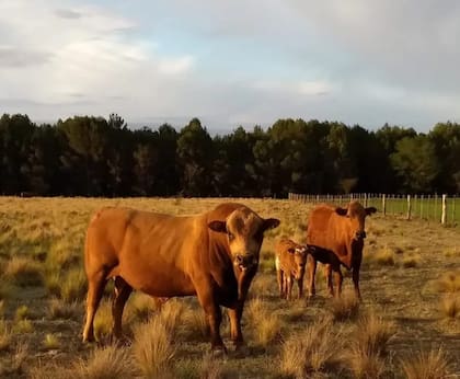 Actualmente, unos 50 productores tienen en sus rodeos ganado Criollo, principalmente en zonas marginales