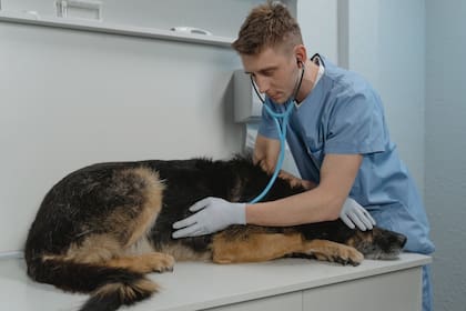 Acudir al veterinario es fundamental ante cualquier anomalía de la mascota (Foto Pexels)