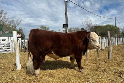 Acuña advirtió que, a pesar de estas evidencias, muchos productores siguen privilegiando aspectos como la conformación o el tipo antes que la performance reproductiva