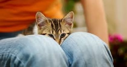 Acurrucarse entre las piernas de sus dueños es una costumbre muy típica de los gatos