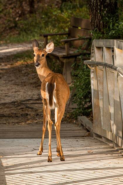 Además de animales acuáticos, también encuentros cercanos con los terrestres en Rainbow Springs