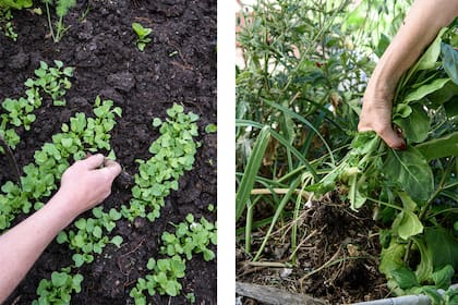 Además de cultivar la huerta juntos, las personas que pertenecen a una moai, en Japón, se brindan apoyo emocional, financiero o social