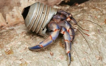 Además de entender si usar plástico causa algún daño a los cangrejos, los científicos quieren averiguar cómo podría este fenómeno afectar su evolución