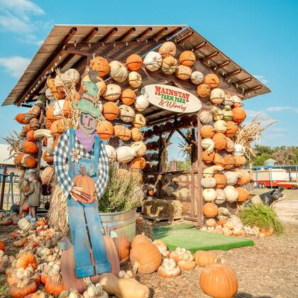 Además de escoger una calabaza, los interesados podrán degustar diferentes platos y tomar fotos (Instagram/@mainstayfarmpark)