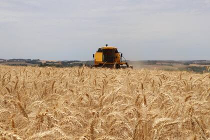 Además de esperar cosechas récord de soja y de maíz, Brasil terminó de levantar recientemente un volumen inédito de trigo, con 9,77 millones de toneladas