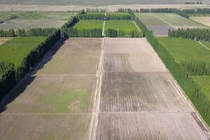 Además de frutales, en el Alto Valle se avanzó en producción de forrajes, maíz y frutos secos