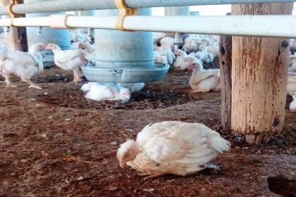 Además de golpear en aves de traspatio, la gripe aviar impactó en establecimientos comerciales