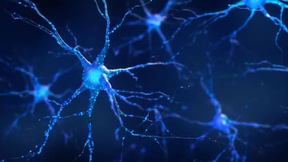 Además de la formación de músculo nuevo, se cree que la creatina juega un papel importante en la creación de neuronas nuevas