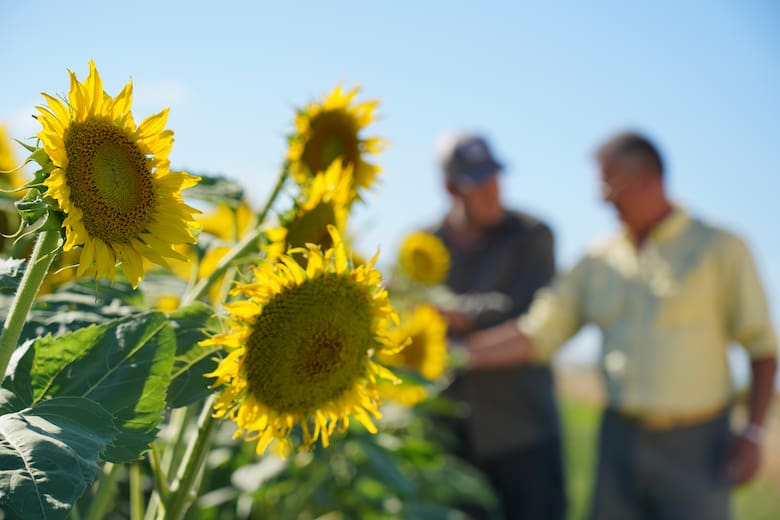 Girasoles