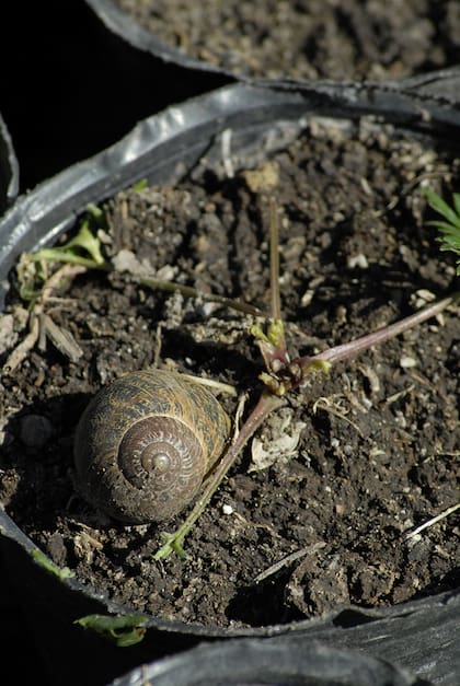 Además de las plagas y enfermedades, hay problemas ambientales y mecánicos que afectan a la huerta